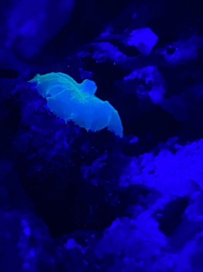 02911196-E472-4F08-B770-0490BE1AEF88.jpeg 02911196-E472-4F08-B770-0490BE1AEF88.jpeg