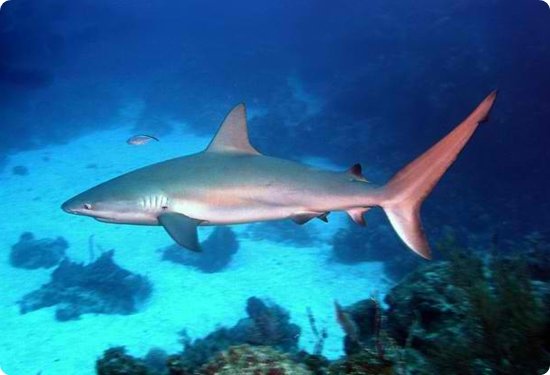 caribbean-reef-shark1.jpg