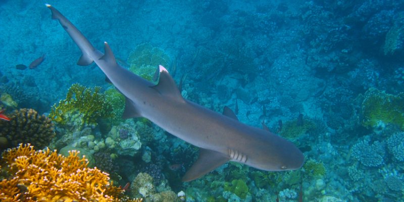 shutterstock_29697010-White-tip-reef-shark-and-coral-reef.jpg