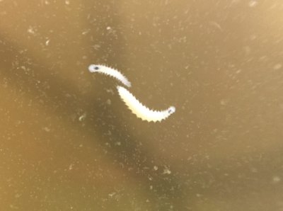 whiteworms.jpg