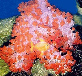 carnation-orange-coral__37093.1436381869.386.513.jpg