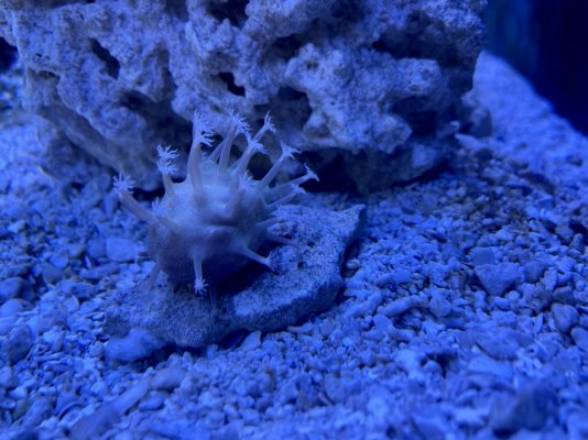Snowflake Toadstool Coral.jpg