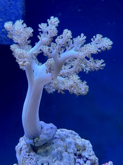 Kenya Tree Coral.jpg