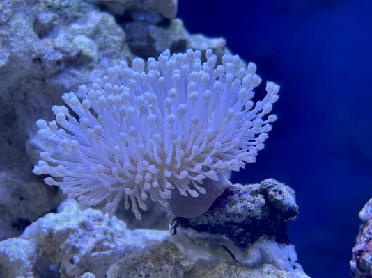 Toadstool Mushroom Leather Coral.jpg