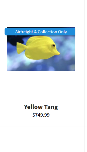 yellow.PNG