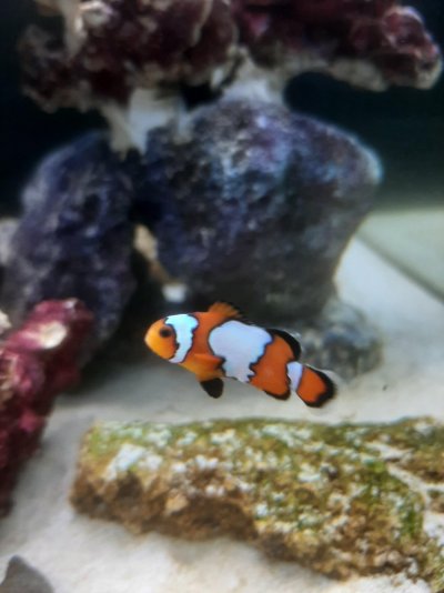 Clownfish 1.jpg