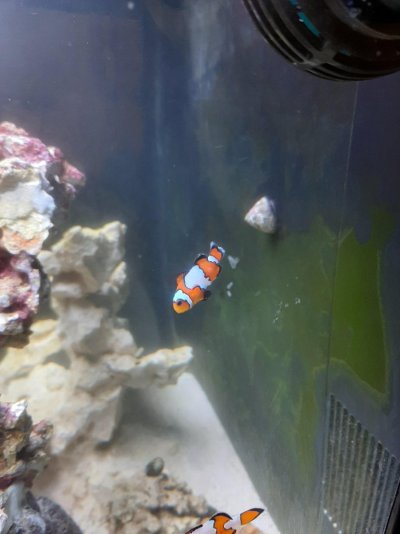 Clownfish 2.jpg