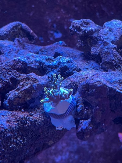 Corals 042821 (1).jpg
