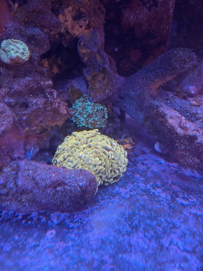 Corals 042821 (4).jpg