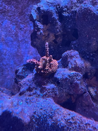 Corals 042821 (5).jpg