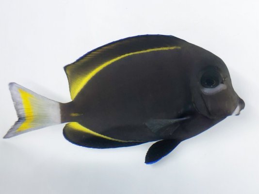 Goldrim Tang.jpg Goldrim Tang.jpg