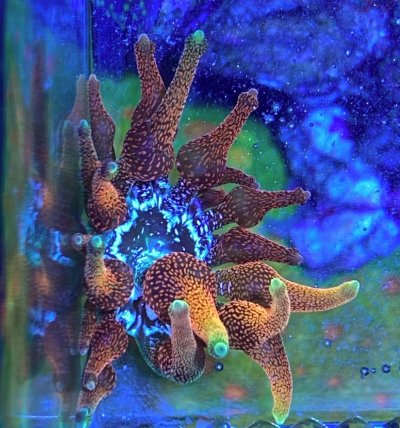 Anemone 1.jpg Anemone 1.jpg