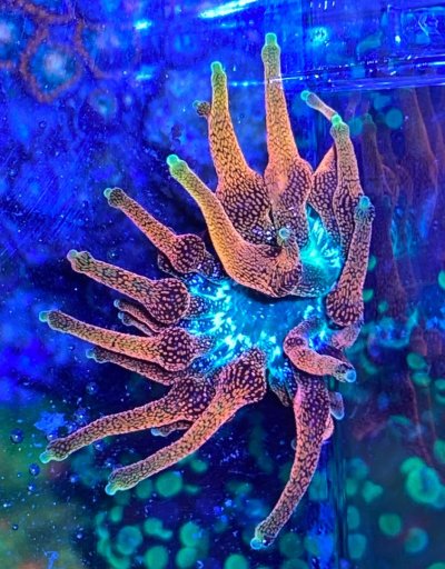 Anemone2.jpg Anemone2.jpg