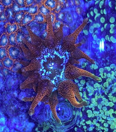 Anemone3.jpg Anemone3.jpg