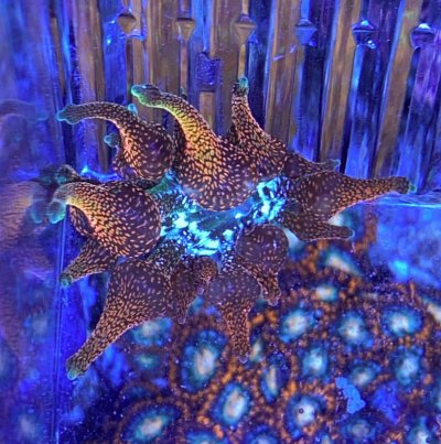 Anemone 4.jpg Anemone 4.jpg