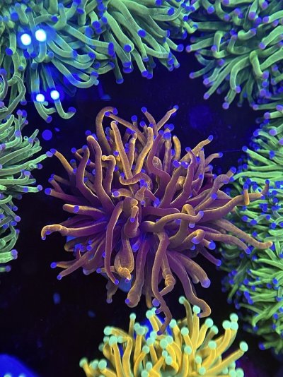 DD79C4A7-67B7-487D-AB0E-F54C317EF257.jpeg DD79C4A7-67B7-487D-AB0E-F54C317EF257.jpeg