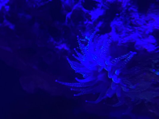 2C084E22-F6EC-445B-82D6-6366E166A98A.jpeg 2C084E22-F6EC-445B-82D6-6366E166A98A.jpeg
