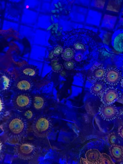 74E29228-87E3-4046-A241-467BE17D32AD.jpeg 74E29228-87E3-4046-A241-467BE17D32AD.jpeg