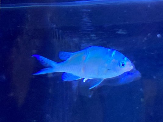 Chromis.jpg Chromis.jpg