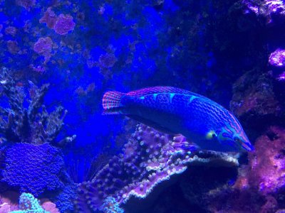 ImageUploadedByREEF2REEF1441544746.335430.jpg