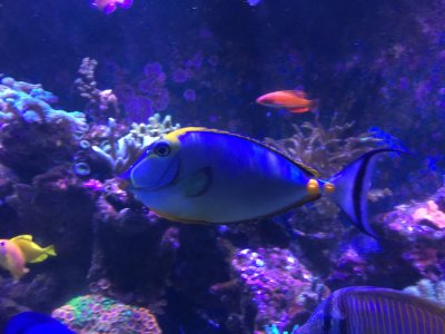 ImageUploadedByREEF2REEF1441545348.550132.jpg