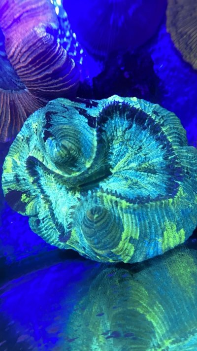 IMG_3095.JPEG IMG_3095.JPEG