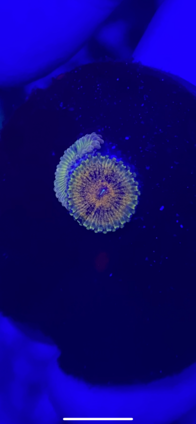 375049F6-1A75-4039-B597-5C44E7FB9811.png 375049F6-1A75-4039-B597-5C44E7FB9811.png