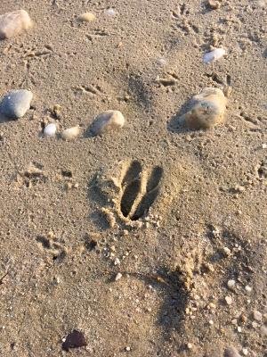 Footprinton sand.jpg