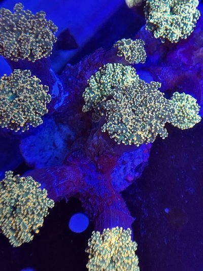 C11E22F0-AFDC-4CA2-ADCB-5EA161EB6815.jpeg C11E22F0-AFDC-4CA2-ADCB-5EA161EB6815.jpeg