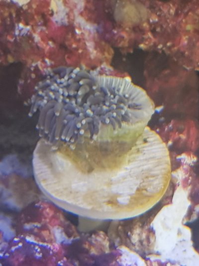coral 2.jpg coral 2.jpg
