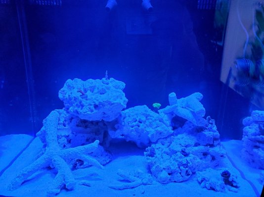 1st corals 20201207.jpg