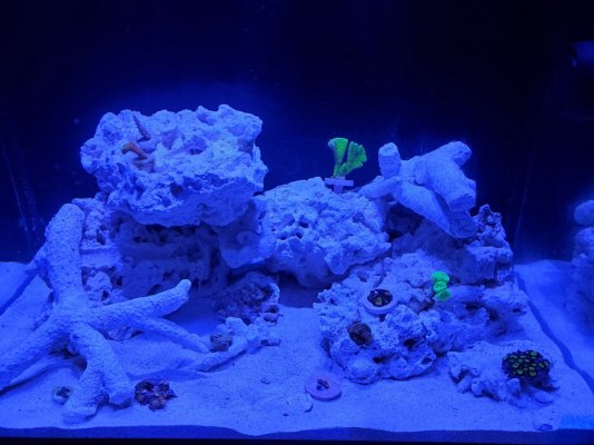 2nd round of corals 20201219.jpg