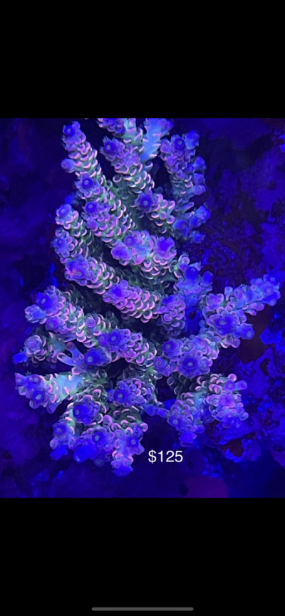 FA90731B-2C3E-4E1C-9F3E-C87D945EC9D8.png FA90731B-2C3E-4E1C-9F3E-C87D945EC9D8.png