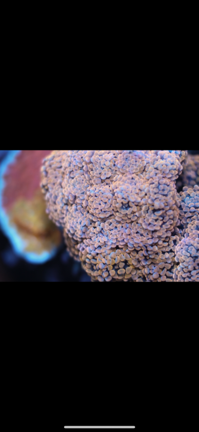 F8B46507-9FDD-4FF5-9AC3-710259191624.png F8B46507-9FDD-4FF5-9AC3-710259191624.png