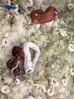 Bristle Worms or Vermited Snails on live rock 3.jpg