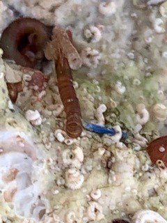 Bristle Worms or Vermited Snails on live rock 4.jpg