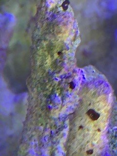Bristle Worms or Vermited Snails on live rock currently in tank 3.jpg