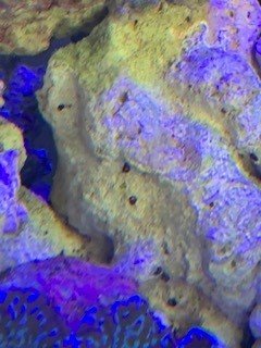 Bristle Worms or Vermited Snails on live rock currently in tank 4.jpg