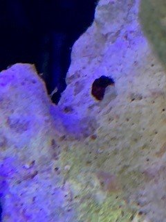 Bristle Worms or Vermited Snails on live rock currently in tank.jpg