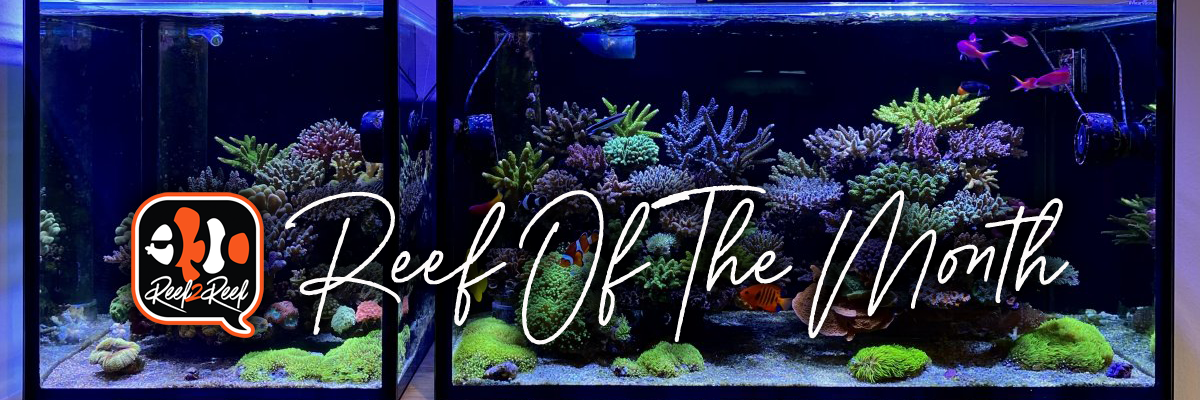Reef of the month footer.png