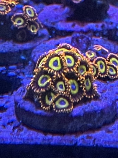 22455165-C40B-4407-AB21-AAAEF182D3F3.jpeg 22455165-C40B-4407-AB21-AAAEF182D3F3.jpeg