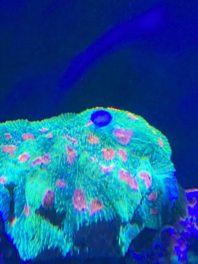 Coral with Spot.jpg