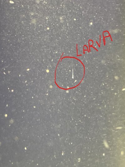 Larva 6-10 3 or 4 dph TN ink.jpg