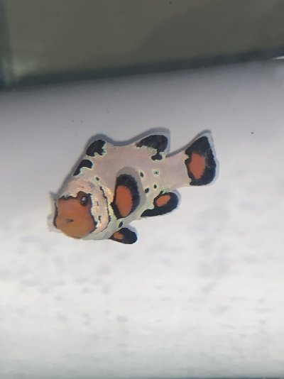 B1620BF7-1196-4B54-B2D0-07759E7BD09D.jpeg B1620BF7-1196-4B54-B2D0-07759E7BD09D.jpeg