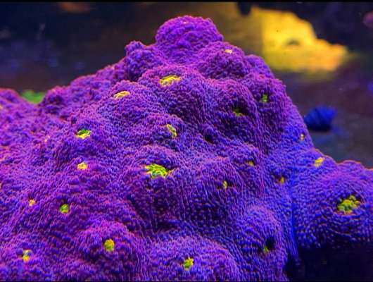 Aquascene mother colony nfs.jpg