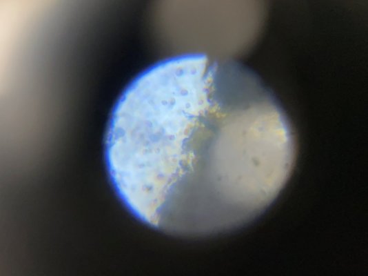 Amphidinium_Dinoflagellates.jpg