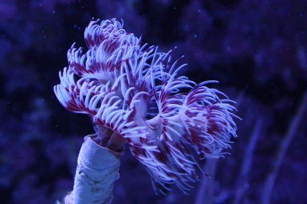 Feather Duster 1.jpg Feather Duster 1.jpg