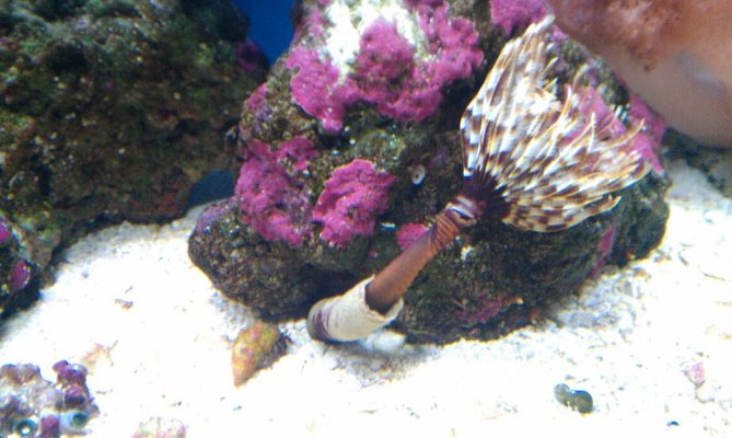 Feather Duster 2.jpg Feather Duster 2.jpg