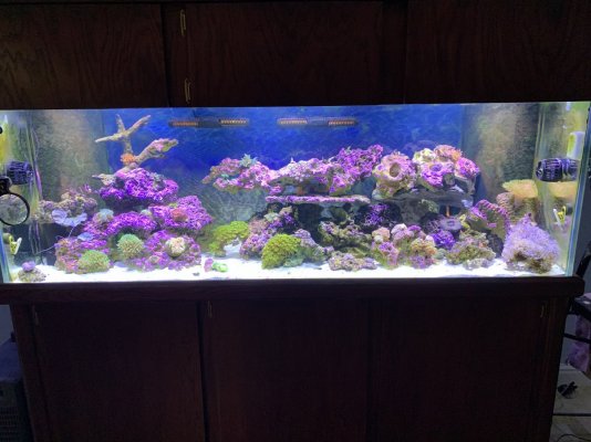 180g whole tank on 2021-06-29.JPG