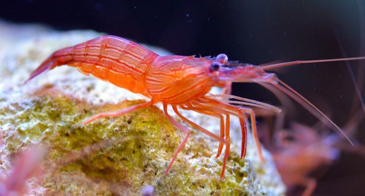 Peppermint-Shrimp.jpg